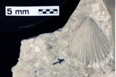 Foto (Detailansicht) von Lecythocaris sp. (NHMW-GEO-1990-0041-0156)